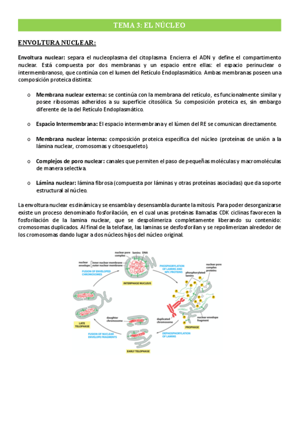 Miniatura del documento Tema-3-El-nucleo.pdf