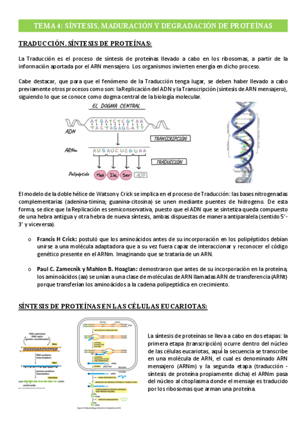 Miniatura del documento Tema-4-Sintesis-Maduracion-y-Degradacion-de-las-proteinas.pdf