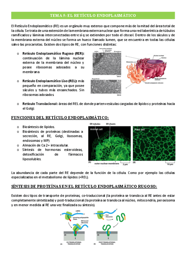 Miniatura del documento Tema-5-Reticulo-Endoplasmatico.pdf