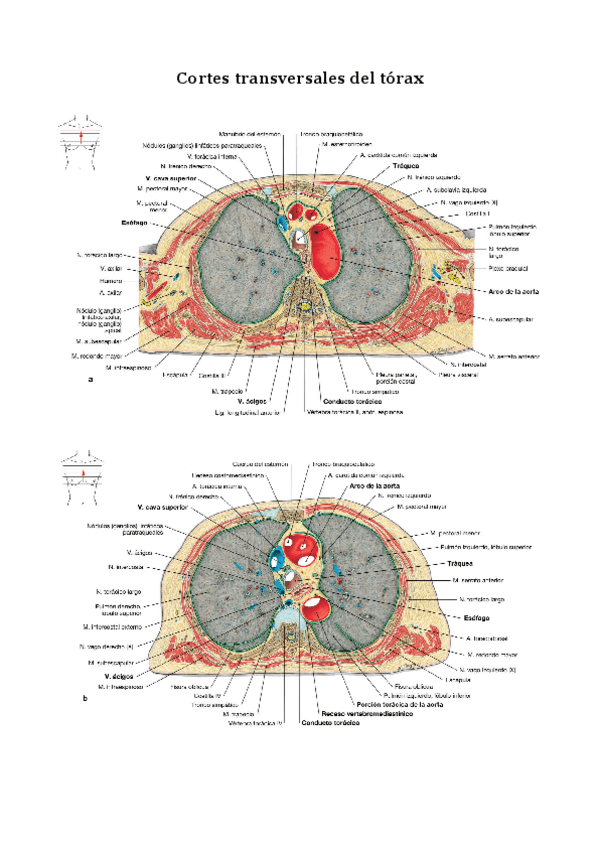 Miniatura del documento T60 Cortes-transversales-del-torax.pdf