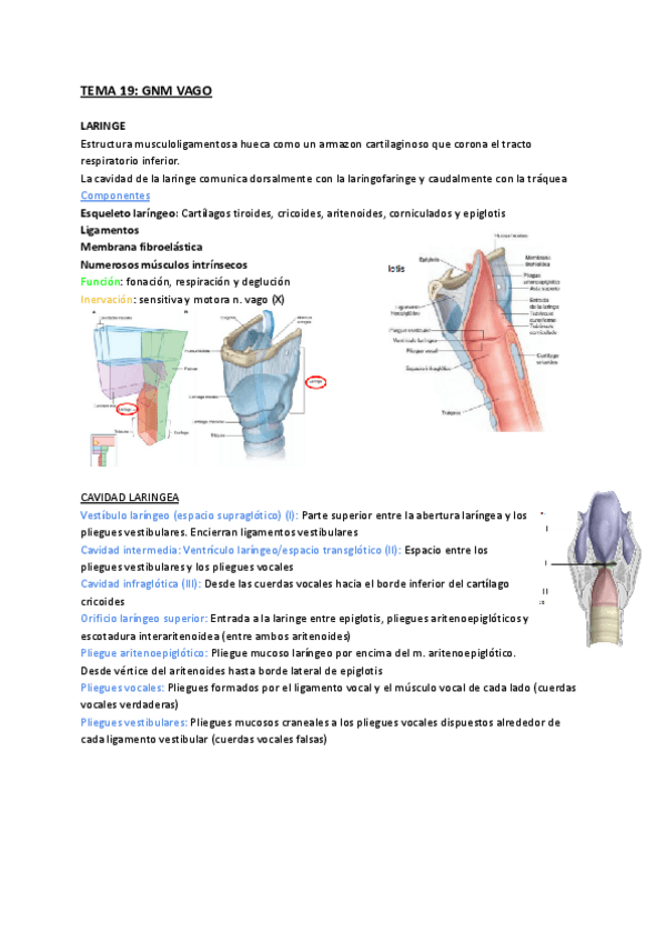 Miniatura del documento TEMA-19-GNM-Vago.pdf