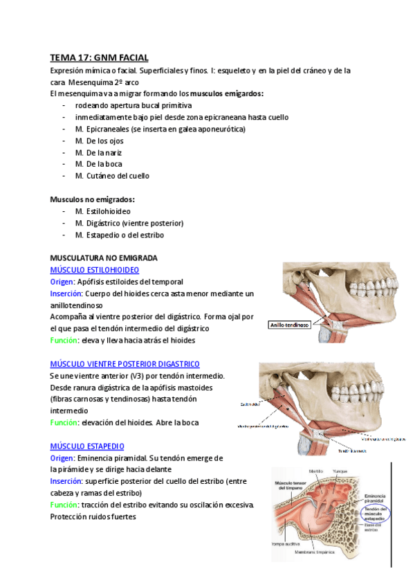 Miniatura del documento TEMA-17-GNM-Facial.pdf