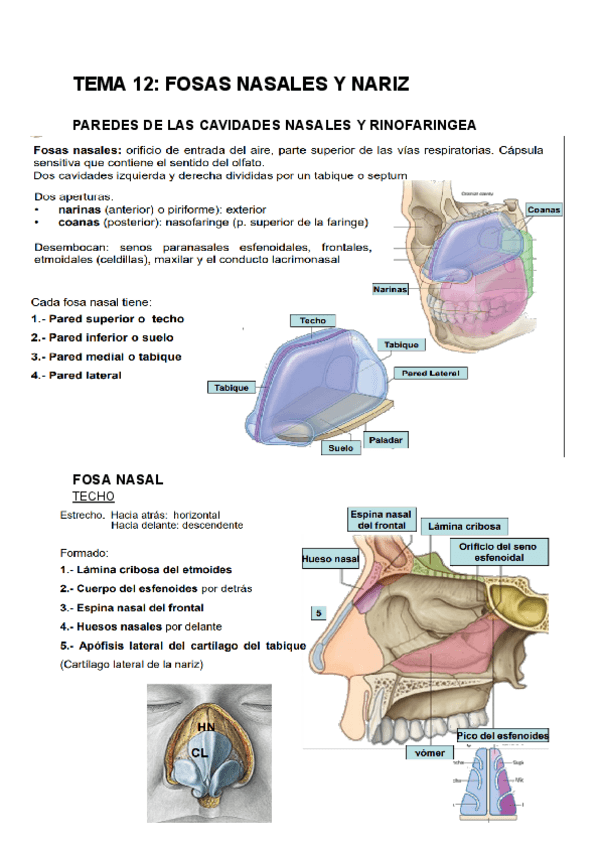 Miniatura del documento TEMA-12-Fosas-nasales-y-nariz.pdf