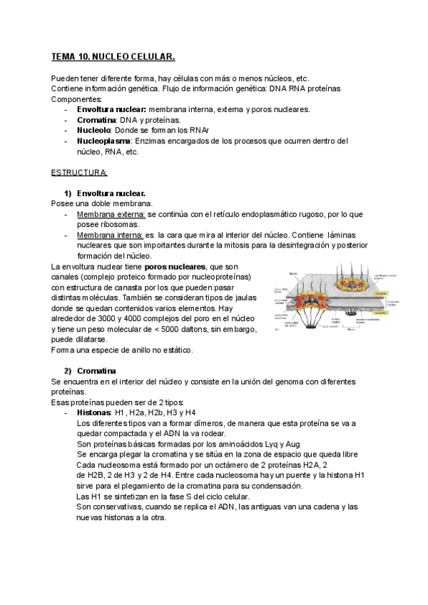 Miniatura del documento TEMA-10-Nucleo-celular.pdf