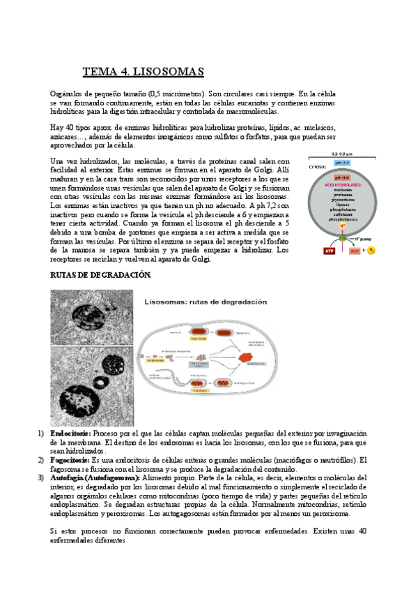 Miniatura del documento TEMA-4-Lisosomas.pdf