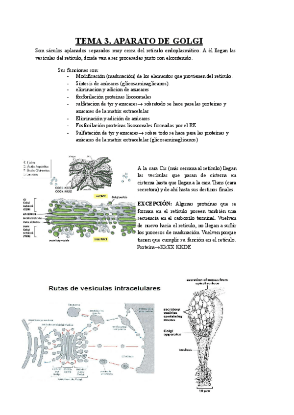 Miniatura del documento TEMA-3-Aparato-de-Golgi.pdf