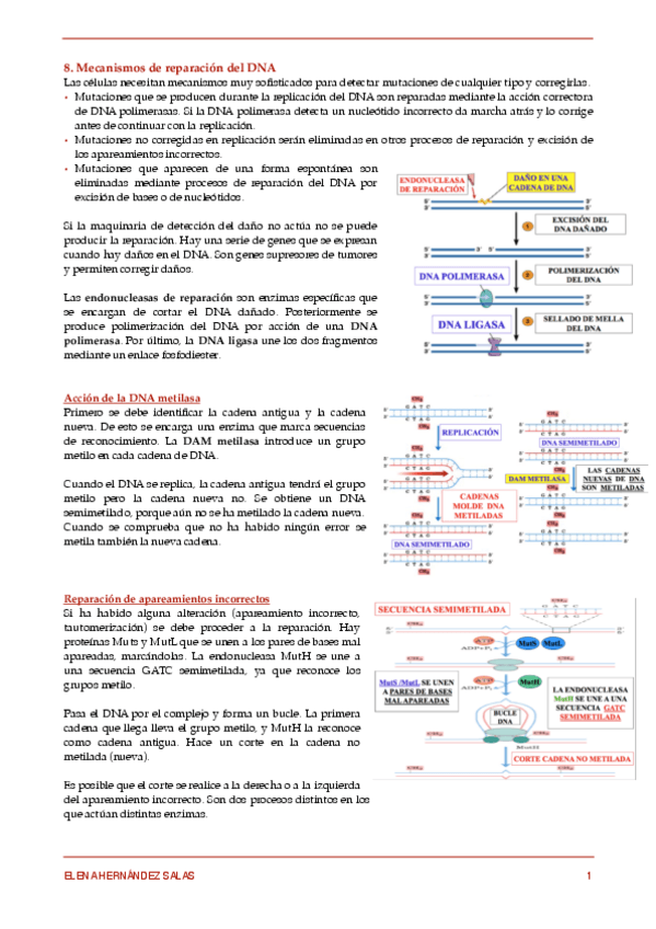 Miniatura del documento 8. Mecanismos de reparación del DNA.pdf