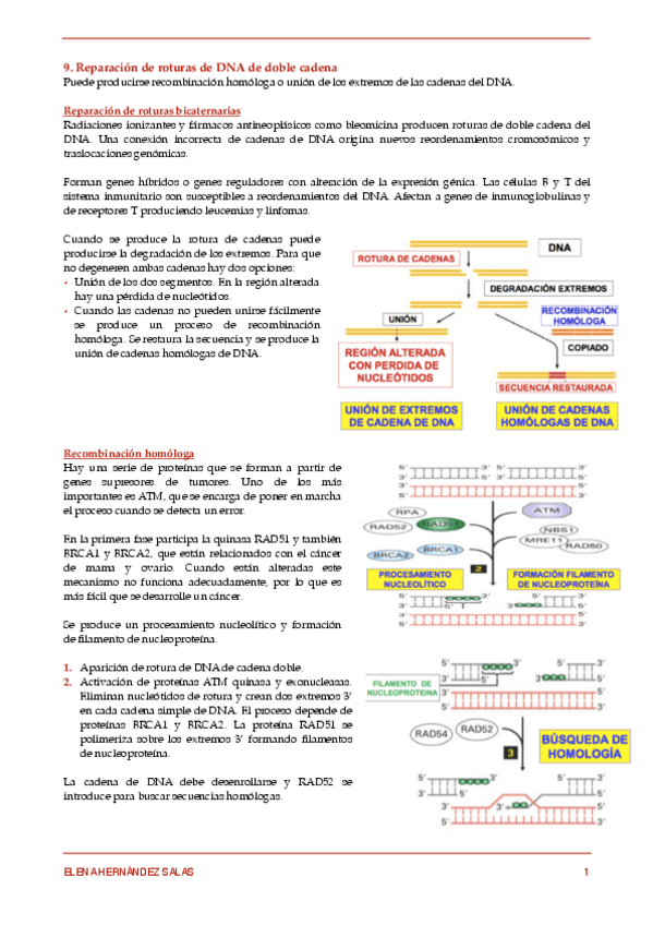 Miniatura del documento 9. Reparación de roturas de DNA de doble cadena.pdf