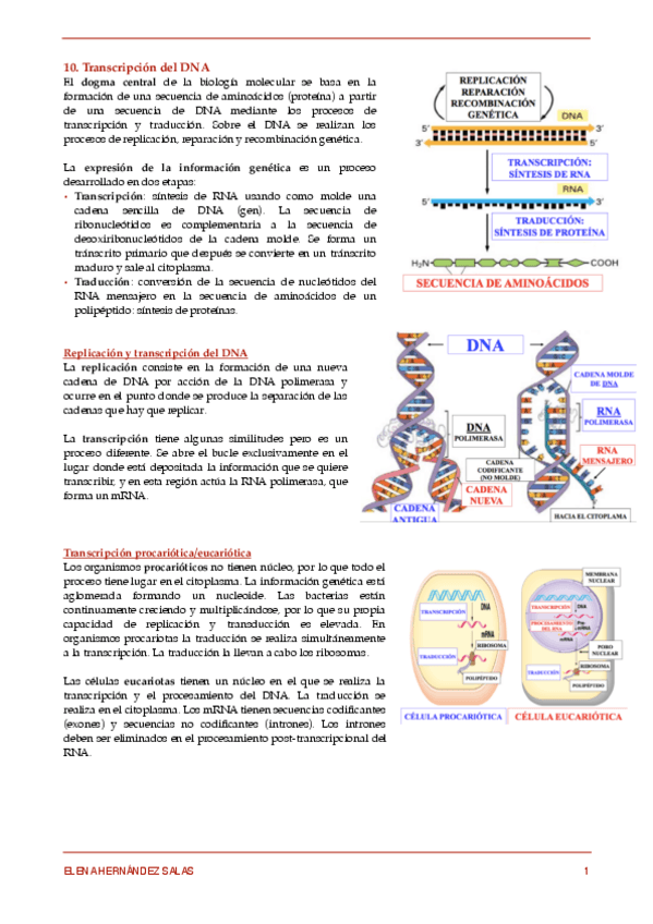 Miniatura del documento 10. Transcripción del DNA.pdf