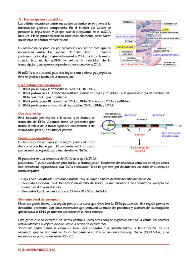 Miniatura del documento 11. Transcripción eucariótica.pdf