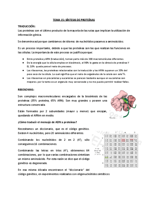 Miniatura del documento TEMA-15-Sintesis-de-proteinas.pdf