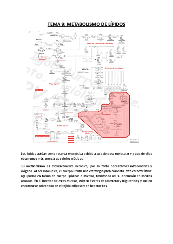 Miniatura del documento TEMA-9-Metabolismo-de-lipidos.pdf