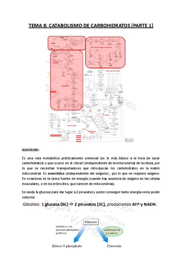 Miniatura del documento TEMA-8-Catabolismo-de-carbohidratos.pdf