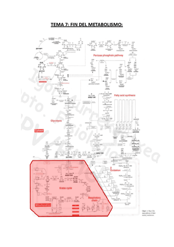 Miniatura del documento TEMA-7-Fin-del-metabolismo.pdf