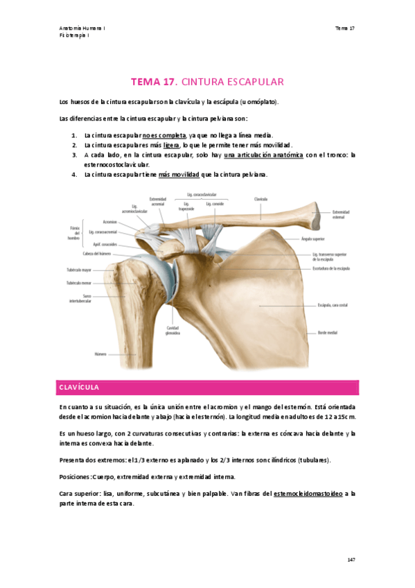 Miniatura del documento TEMA-17.-CINTURA-ESCAPULAR.pdf
