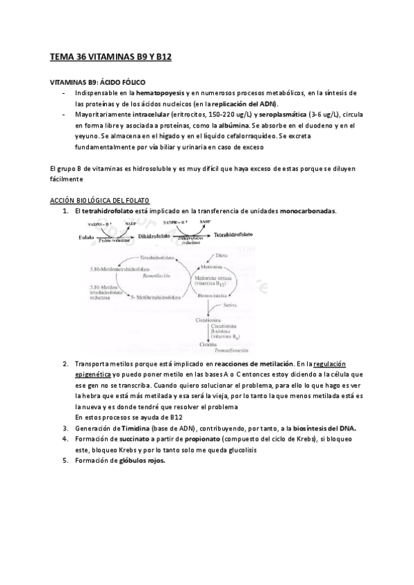 Miniatura del documento TEMA-36-VITAMINAS-B9-Y-B12.pdf