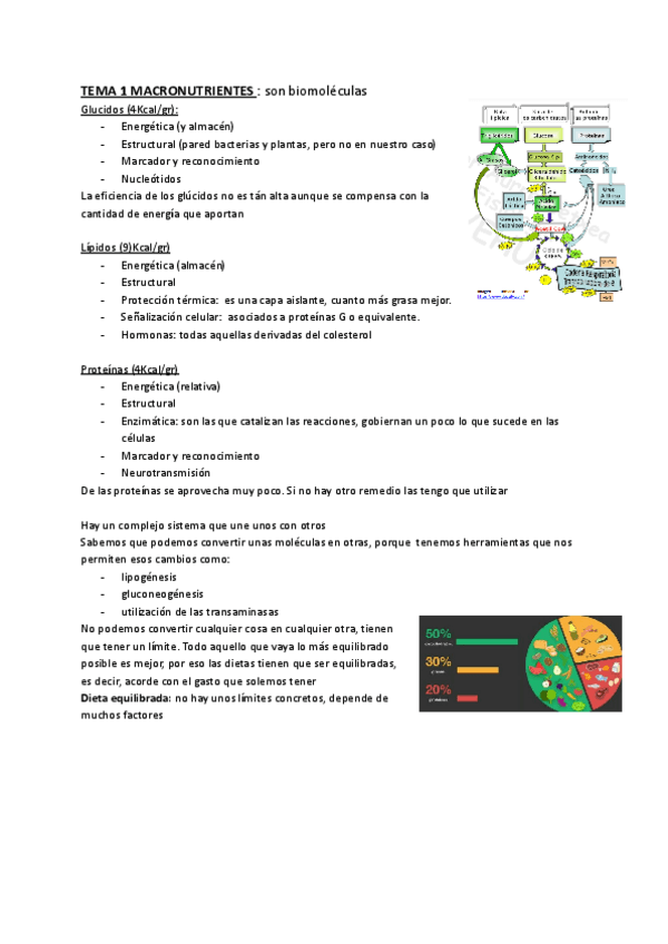 Miniatura del documento TEMA-35-MACRONUTRIENTES.pdf
