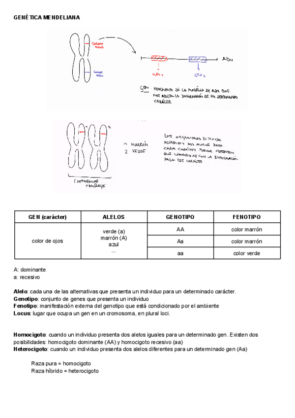 Miniatura del documento GENETICA-MENDELIANA.pdf