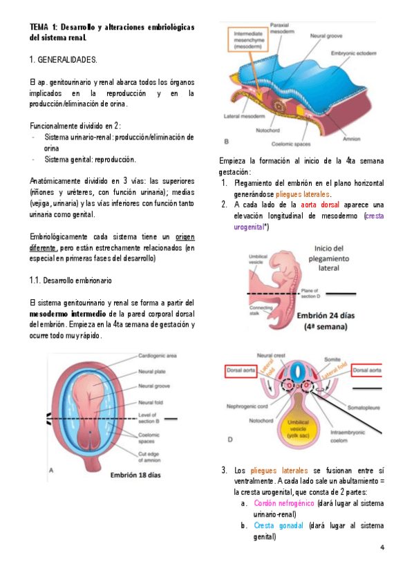 Miniatura del documento 1.-DESARROLLO-Y-ALTERACIONES-EMBRIOLOGICAS-DEL-SISTEMA-RENAL.pdf