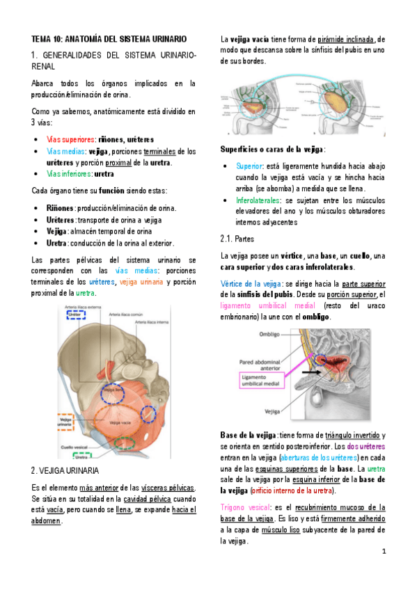 Miniatura del documento 10.-ANATOMIA-DEL-SISTEMA-URINARIO.pdf