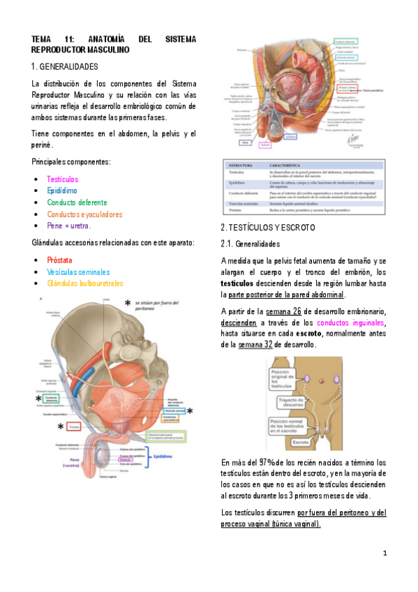 Miniatura del documento 11.-ANATOMIA-DEL-SISTEMA-GENITAL-MASCULINO.pdf