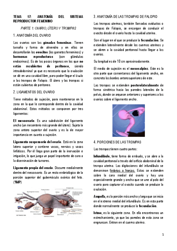 Miniatura del documento 17.-ANATOMIA-DEL-SISTEMA-REPRODUCTOR-FEMENINO.pdf