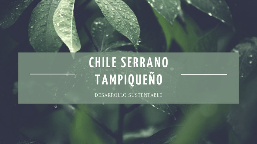 Miniatura del documento Chile-Serrano-Tampiqueno.pdf