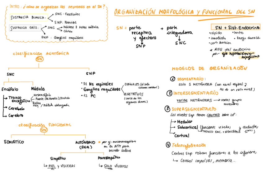 Miniatura del documento Esquemas-Neuroanato.pdf