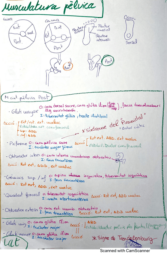 Miniatura del documento MusculaturaPelvica.pdf