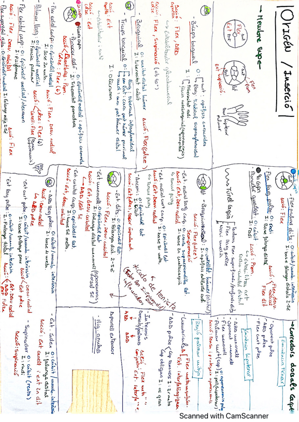 Miniatura del documento Origen-InsercioMembreSuperior.pdf