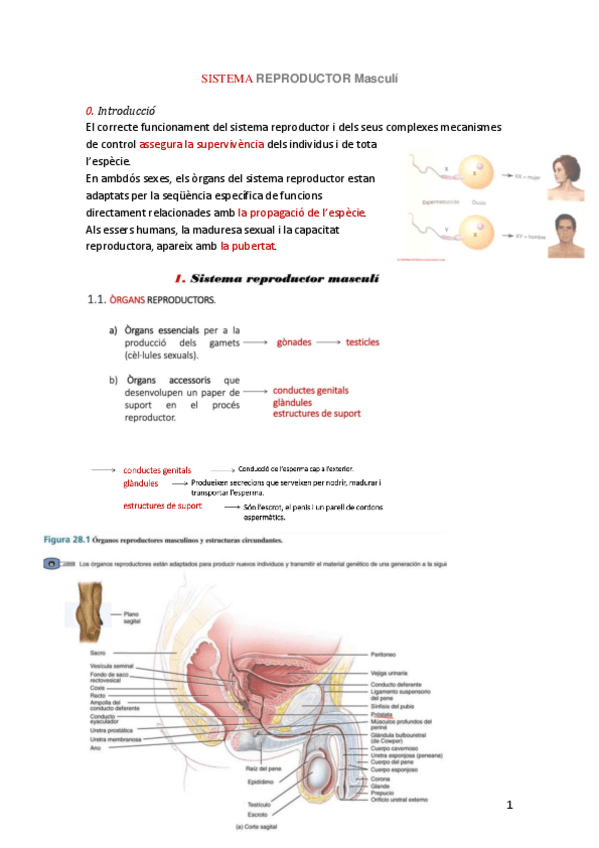 Miniatura del documento SISTEMAreproductorMasculi.pdf