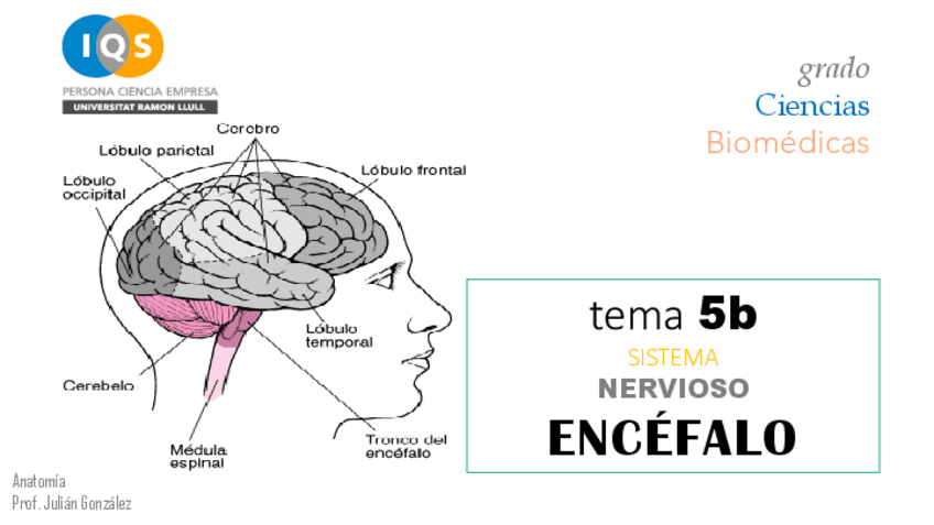 Miniatura del documento 5b.-Sistema-nervioso-ENCEFALO.pdf