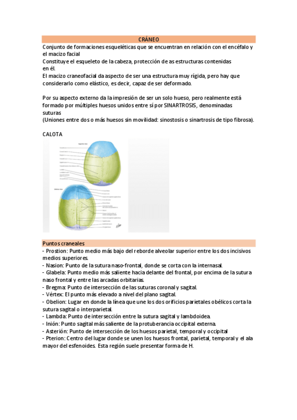 Miniatura del documento CRANEO-apuntes.pdf