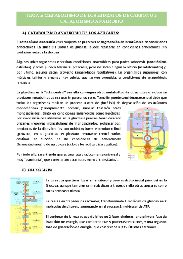 Miniatura del documento Tema-3-Metabolismo-de-los-hidratos-de-carbono-I.pdf