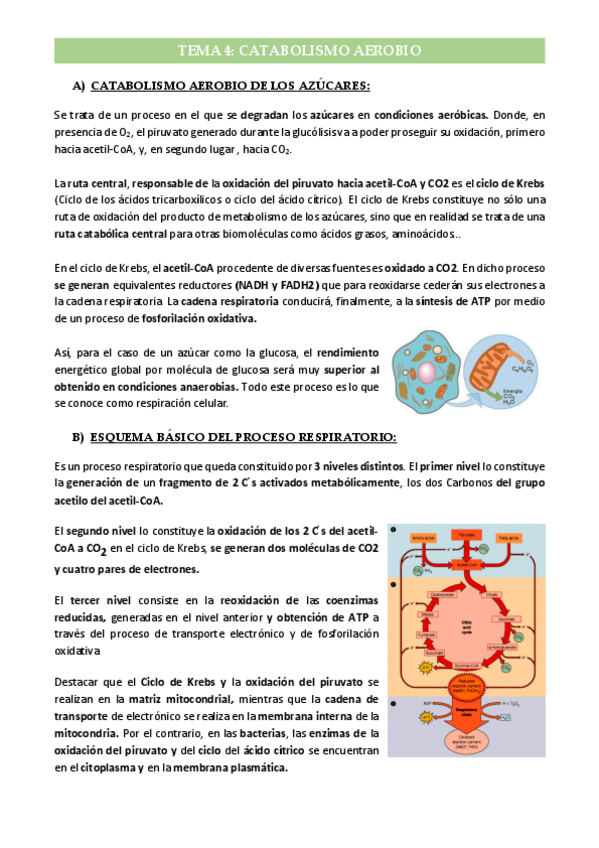 Miniatura del documento Tema-4-Catabolismo-Anaerobio.pdf