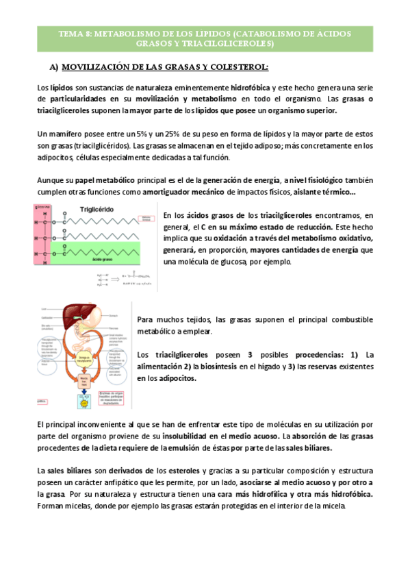 Miniatura del documento Tema-8-Metabolismo-Lipidico.pdf