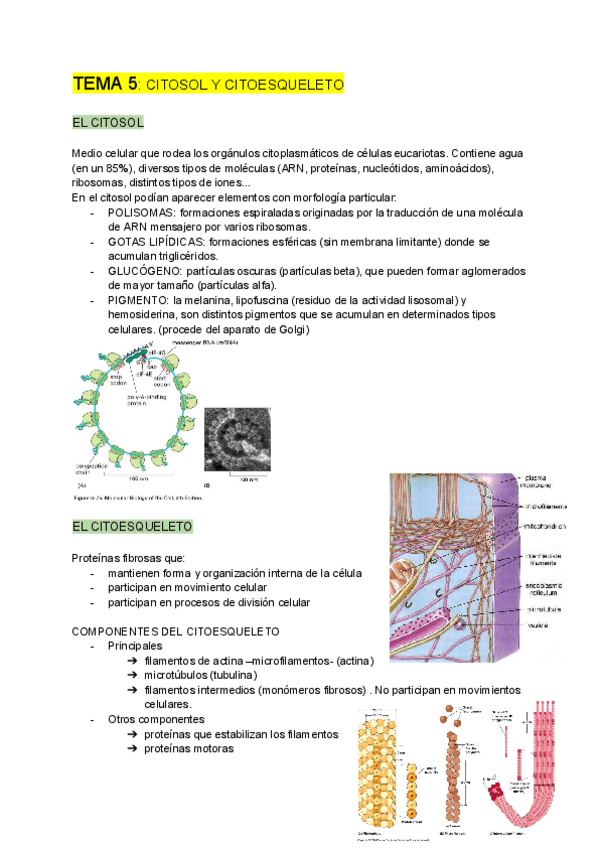 Miniatura del documento BIOLOGIA-CELULAR-tema-5.pdf