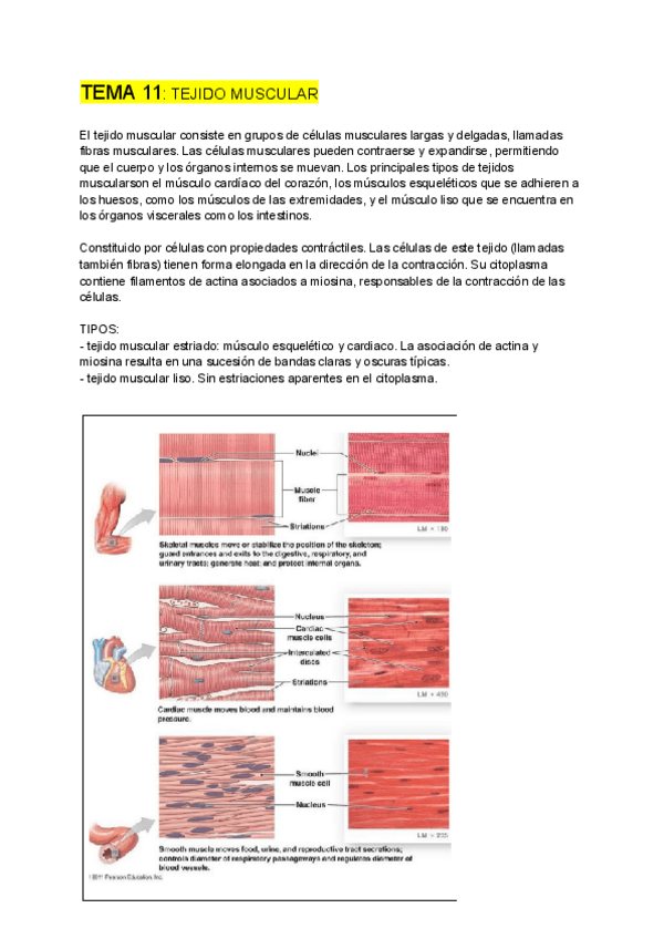 Miniatura del documento BIOLOGIA-CELULAR-tema-11.pdf