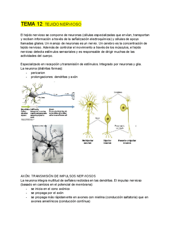 Miniatura del documento BIOLOGIA-CELULAR-tema-12.pdf