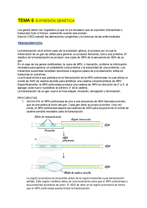Miniatura del documento GENETICA-tema-6.pdf
