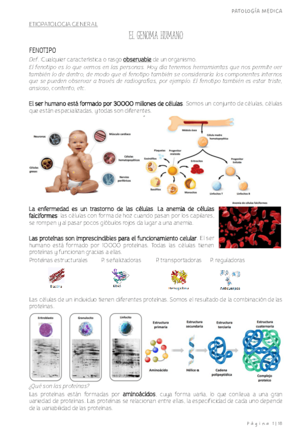 Miniatura del documento patologia-medica.-EL-GENOMA-HUMANO-Y-EL-CANCER-imp.pdf