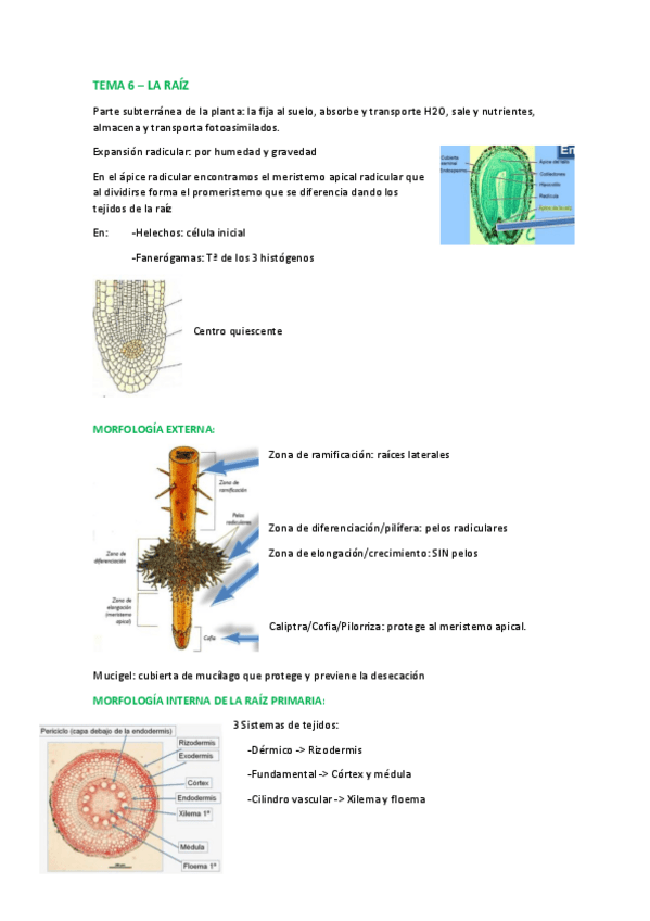 Miniatura del documento TEMA-6-RAIZ.pdf