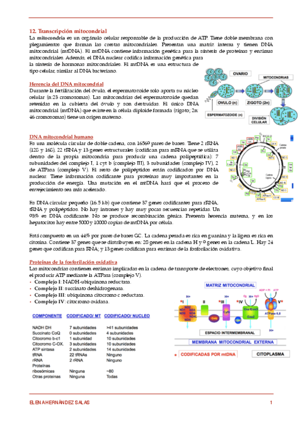 Miniatura del documento 12. Transcripción mitocondrial.pdf