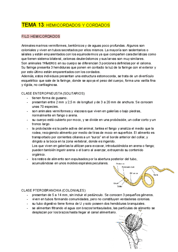 Miniatura del documento ZOOLOGIA-tema-13.pdf