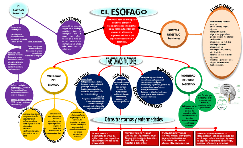 Miniatura del documento tema-3-EL-ESOFAGO-ESQUEMA.pdf