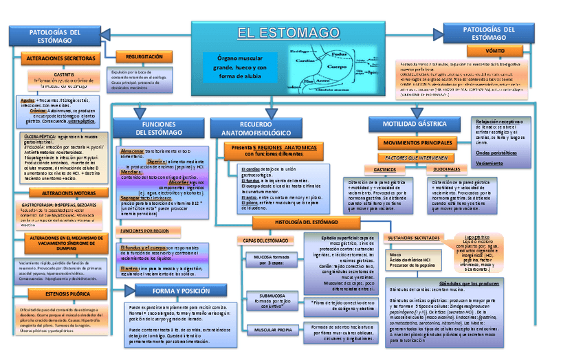 Miniatura del documento ESQUEMA-TEMA-4-EL-ESTOMAGO.pdf