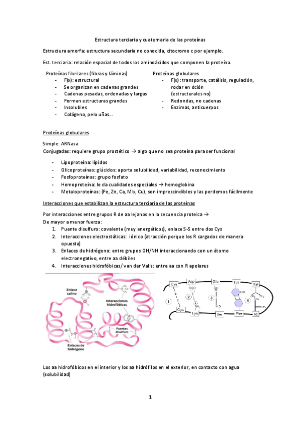Miniatura del documento Tema-4-Estructura-terciaria-y-cuaternaria-de-las-proteinas.pdf
