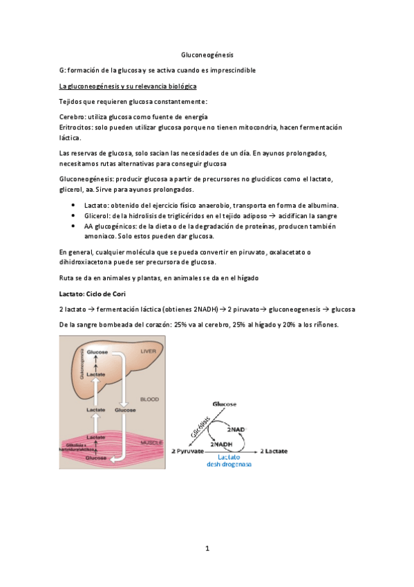Miniatura del documento Tema-19-Gluconeogenesis.pdf