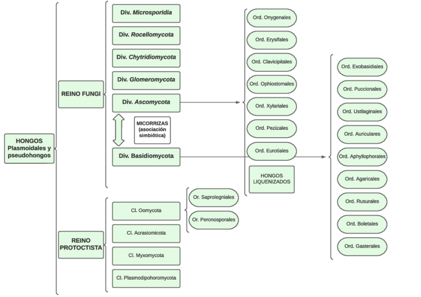 Miniatura del documento Esquema-hongos.pdf