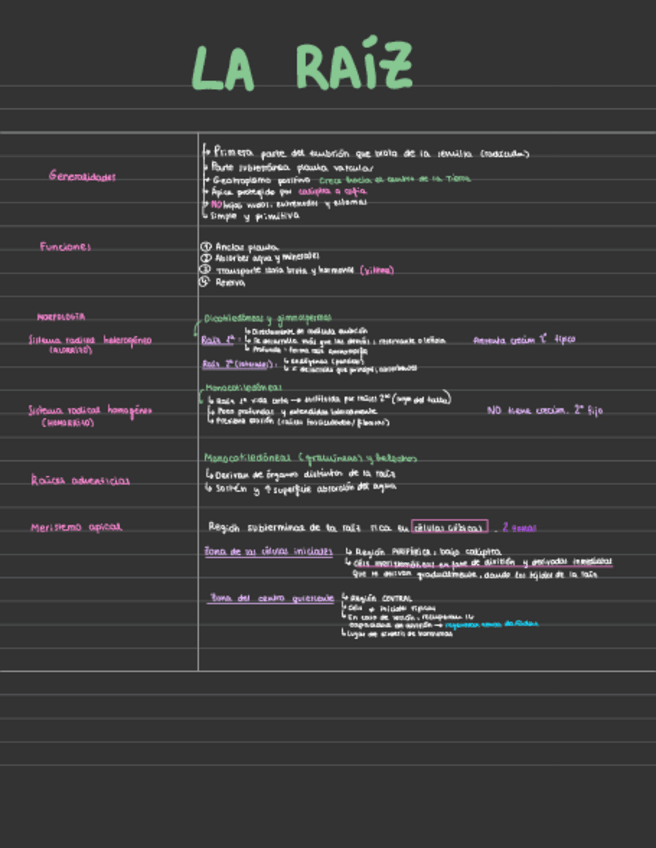 Miniatura del documento resumenes-om-vegetal.pdf